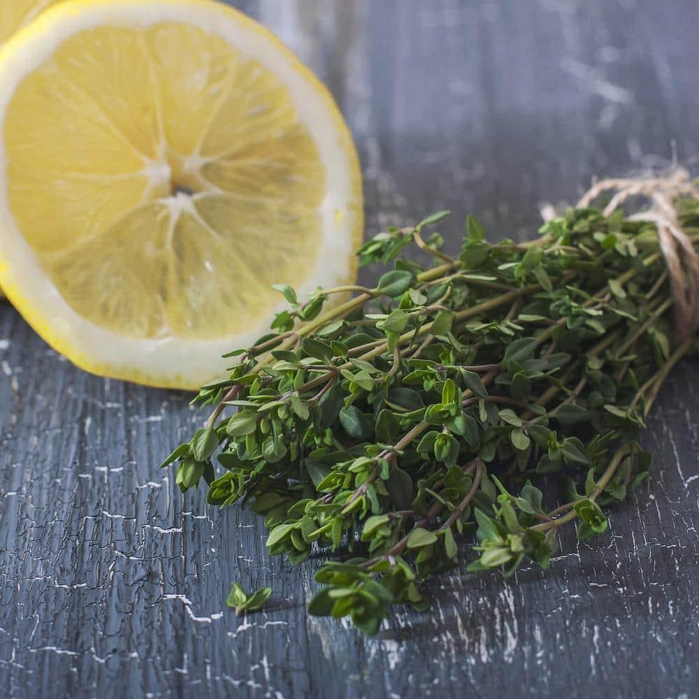 Bonnie Plants Lemon Thyme 19.3 oz. 2-Pack