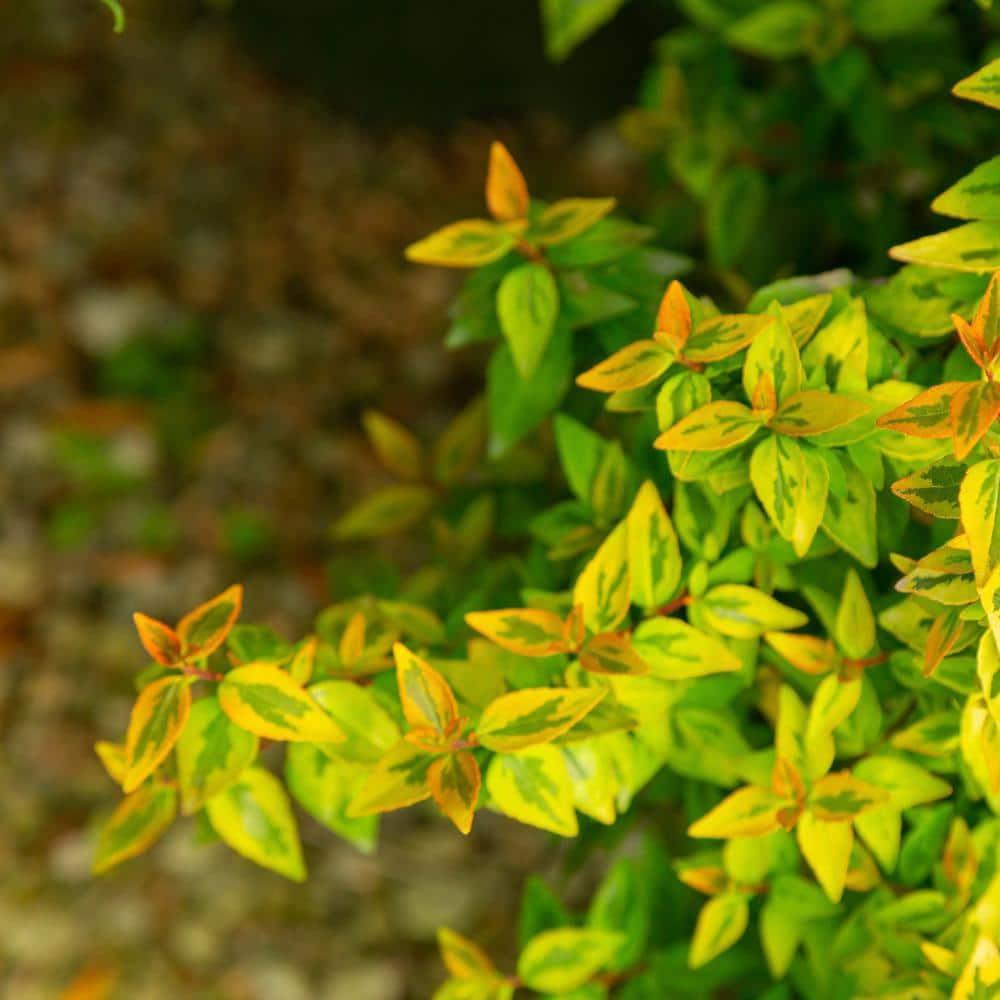 Southern Living Abelia Kaleidoscope Live Shrub in 2-Gallon Grower Pot