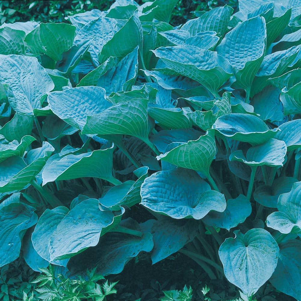 Colossal Blue Hosta Dormant Bare Root Shade Loving Perennial Plant, 1-Pack