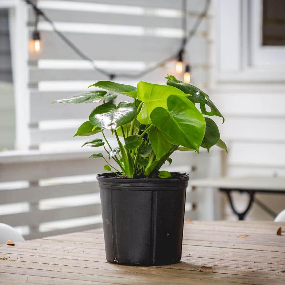 10" Monstera Swiss Cheese Plant - National Plant Network