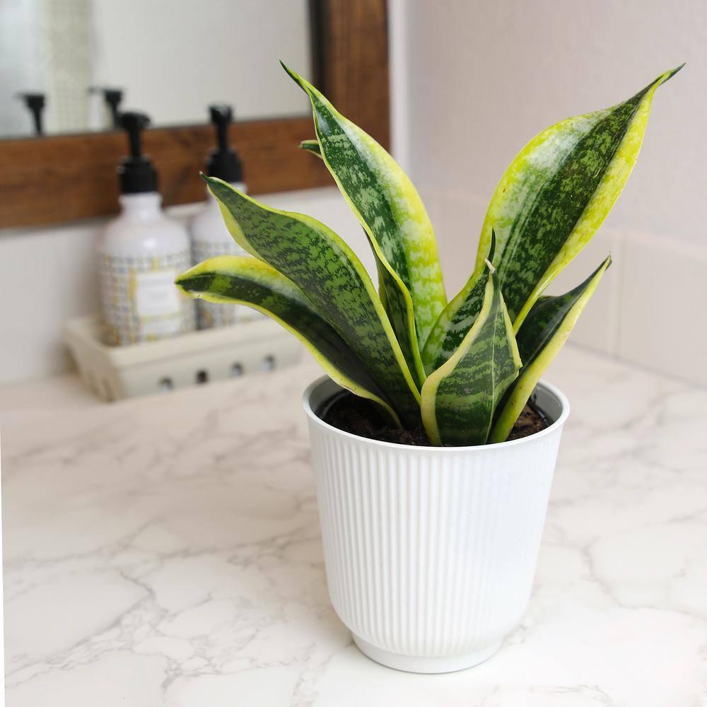 Superba Snake Plant, Clean Air Houseplant | 4.25 in Decor Pot; Full Sun | Element by Altman Plants