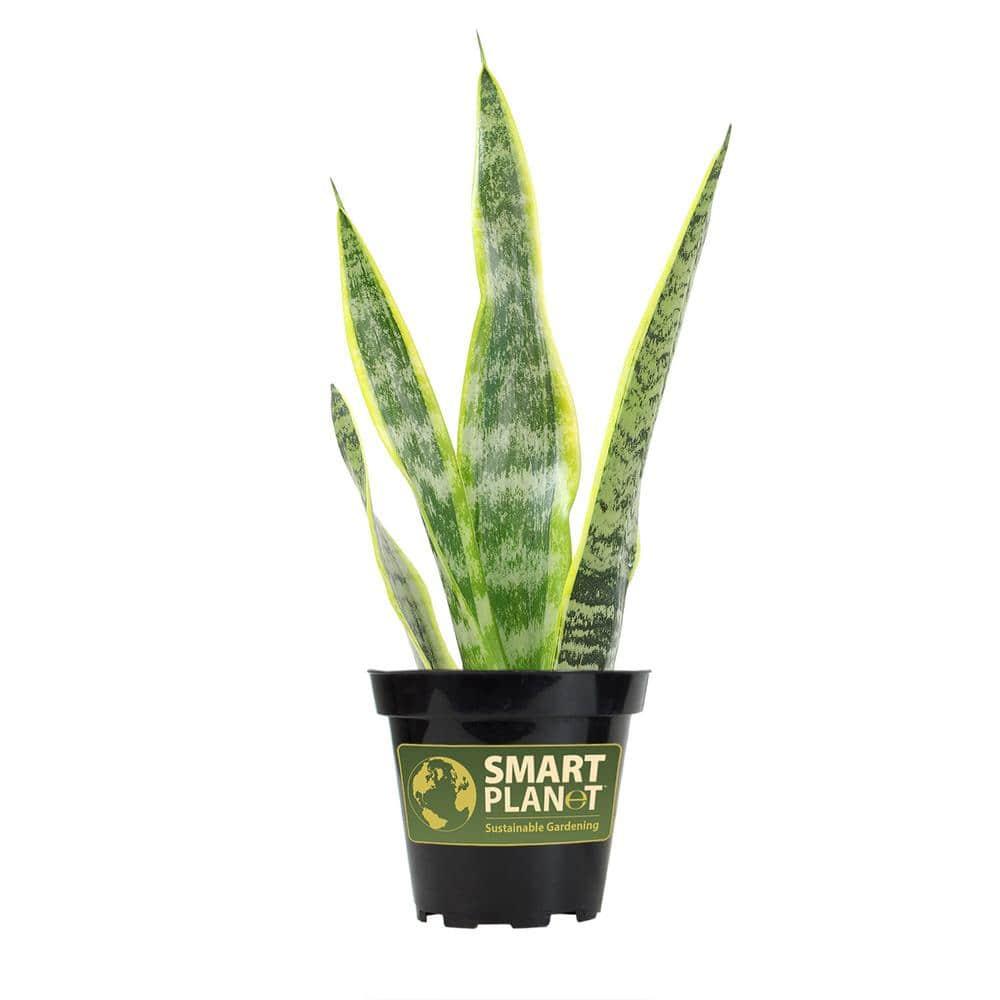 Striped and Variegated Live Snake Plant (Sansevieria Laurentii) Air Purifying Houseplant in 4.25 in. Grower Pot