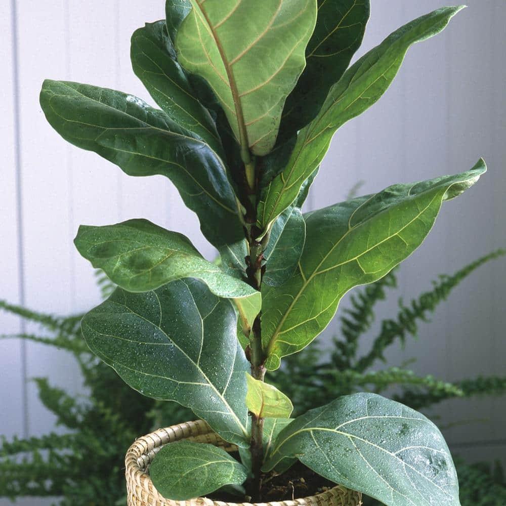 10&#34; Fiddle Leaf Fig Plant - National Plant Network