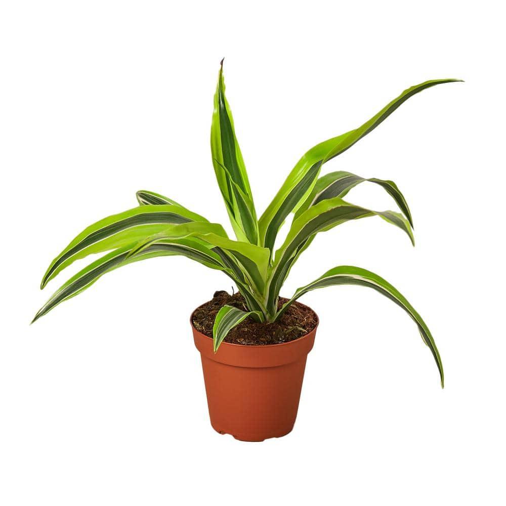 House Plant Shop House Plant Shop Live Dracaena Plant