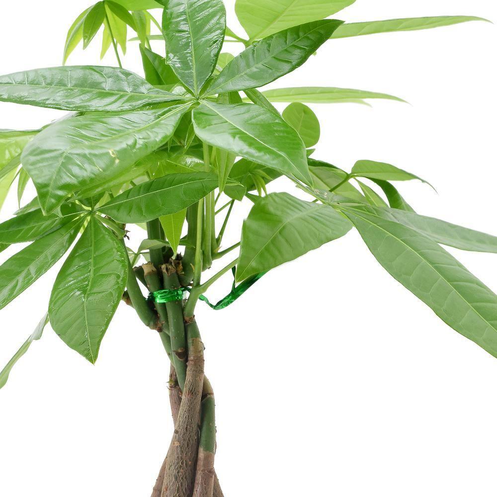 Arcadia Garden Products Live Money Tree (Pachira Aquatica) (Jade Plant) Plant in Ceramic Planter