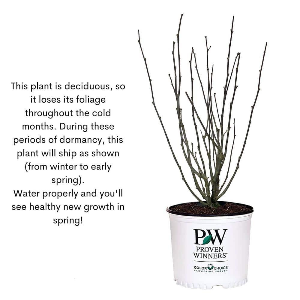 2 Gallon Proven Winners Hibiscus Sugar Tip Shrub