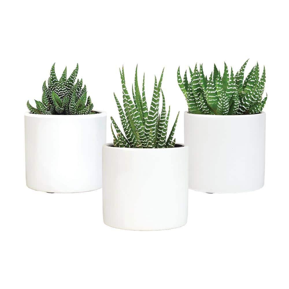 Altman Specialty Plants Live Succulent Plant in Ceramic Decorative Vase