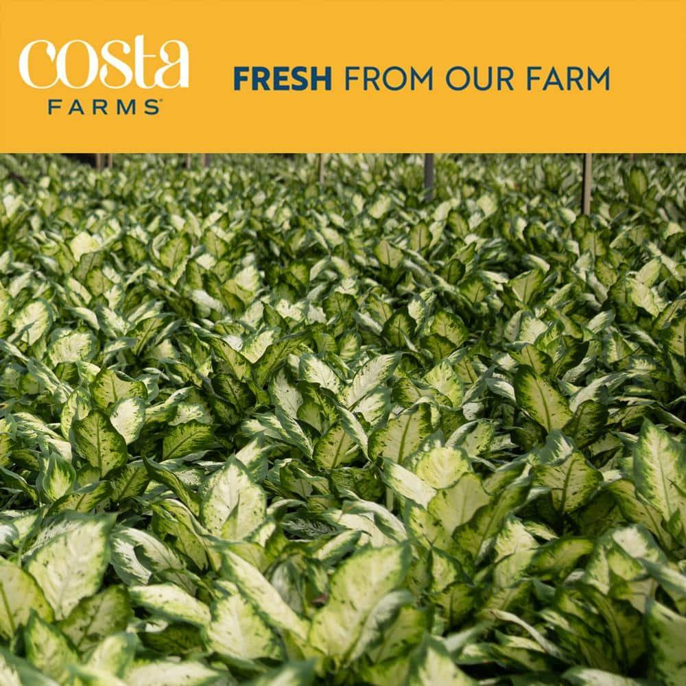 Costa Farms 12" Tall Dieffenbachia, Bright Indirect Sunlight, Indoor Live House Plants, Grow Pot