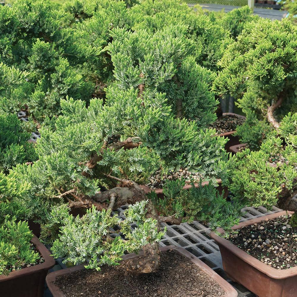 Brussel's Green Mound Juniper Bonsai - Large - (Outdoor)