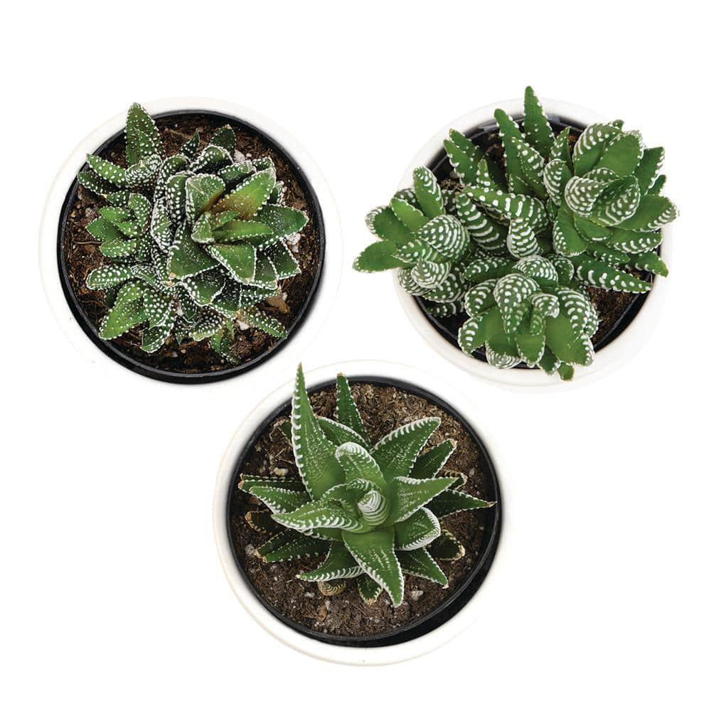 Altman Specialty Plants Live Succulent Plant in Ceramic Decorative Vase
