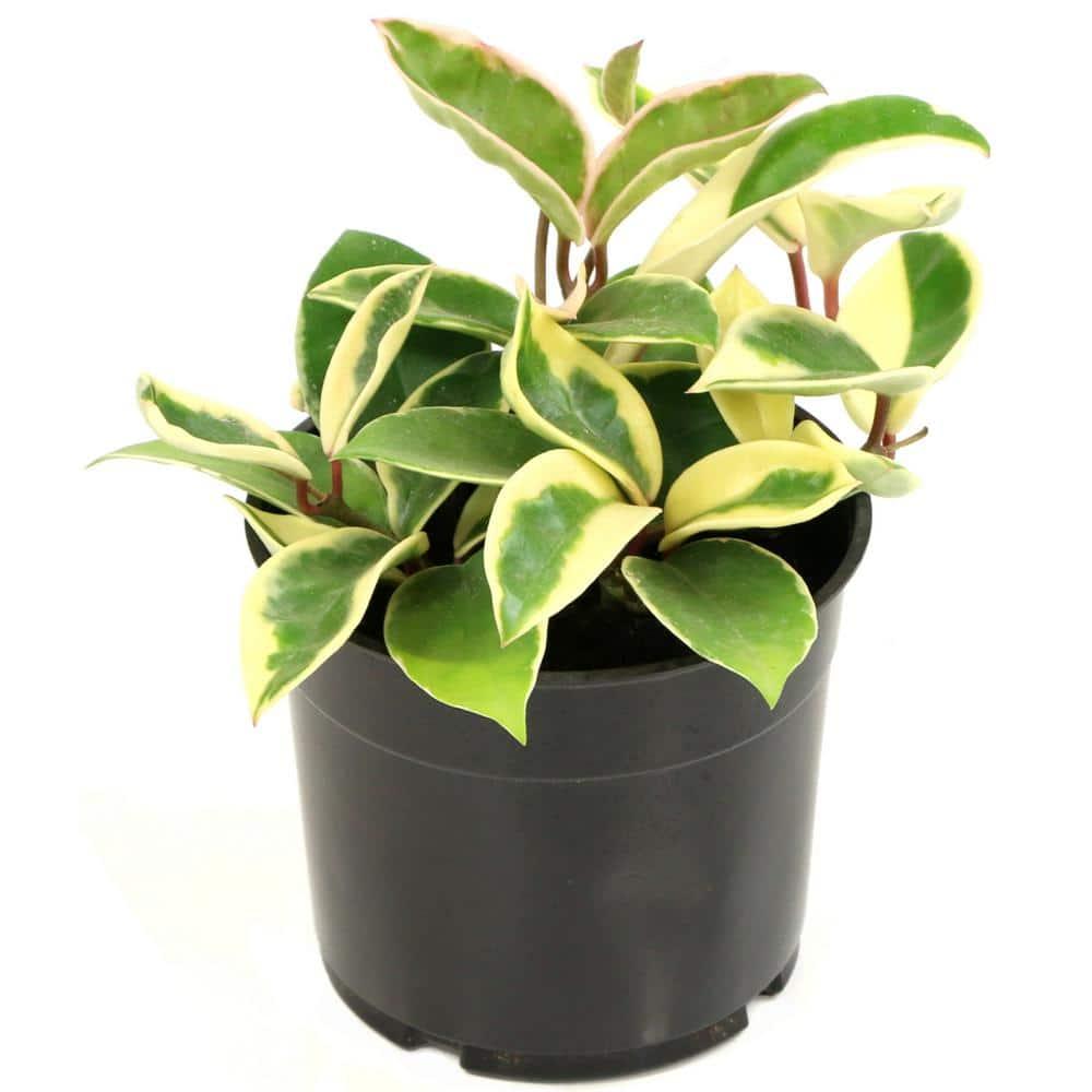 5.5 in. Hoya Carnosa Krimson Queen Plant in Grower Container (1-Piece)