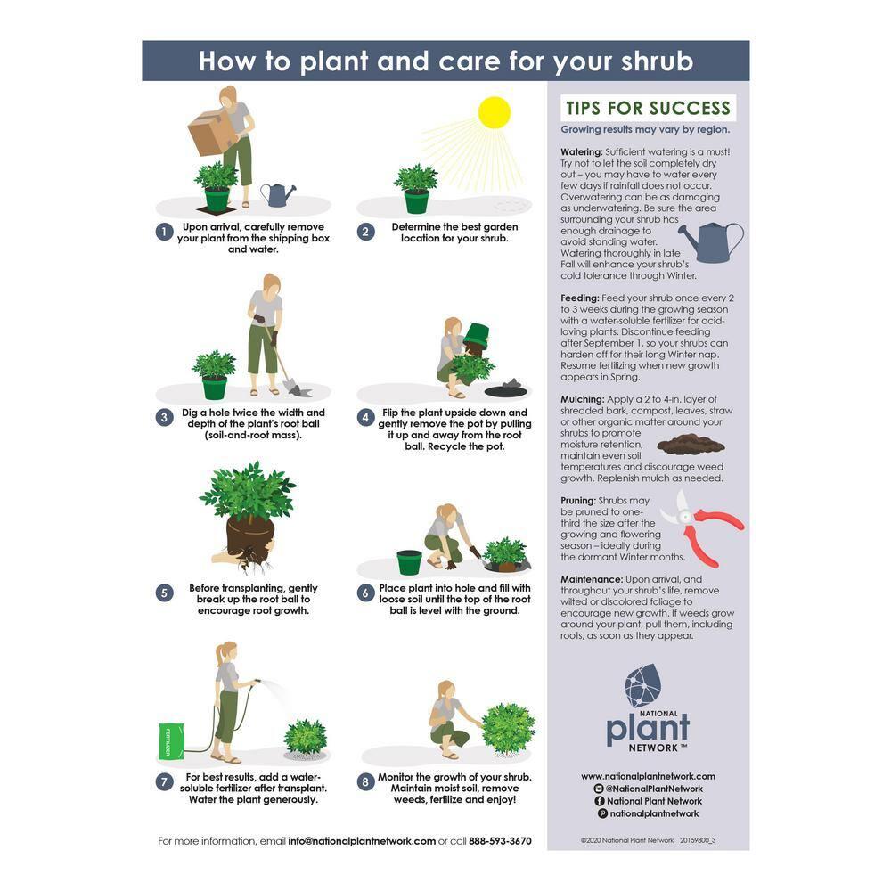 Live Perennial 1 gal Wisteria 'Amethyst Falls' with Full Sunlight