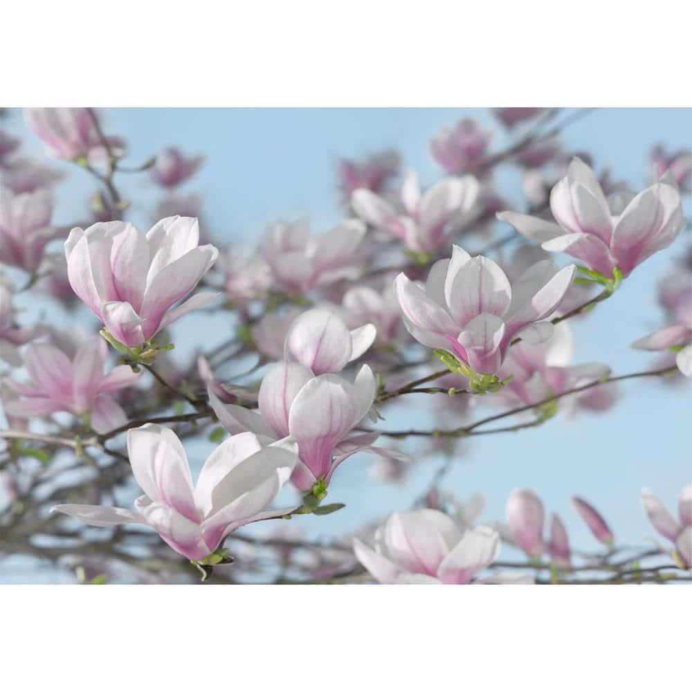 Komar Magnolia Wall Mural