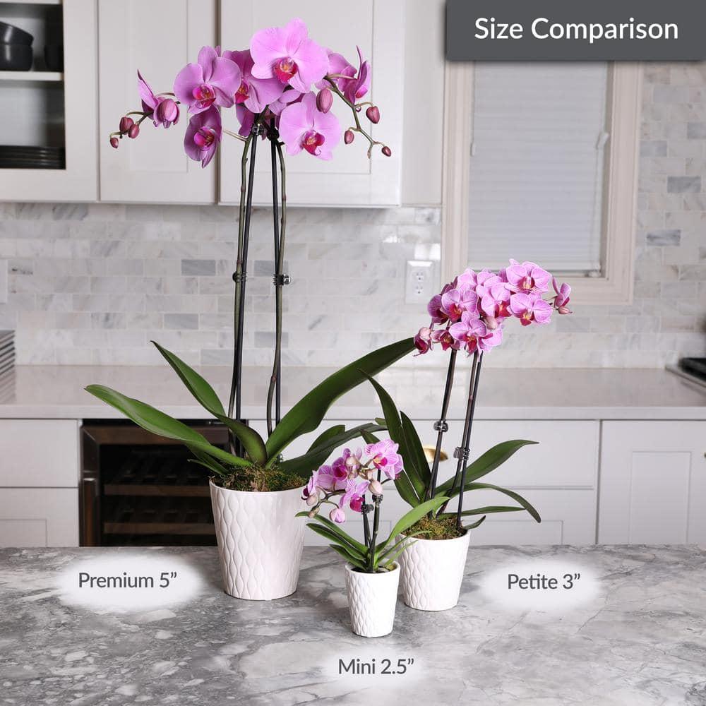 Just Add Ice 15-20" White and Yellow Petite Orchid Live Plant in 3" White Ceramic Pot, House Plant