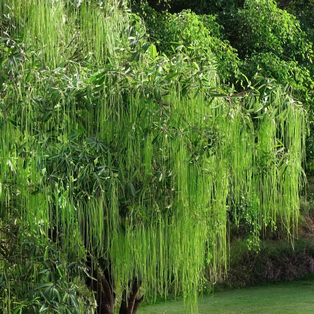 2.25 Gallon Weeping Willow Tree with Yellow Blossoms