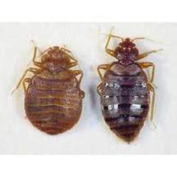Resort Bed Bug, Dust Mite and Allergen Proof Pillow Encasement Zip Cover 9'' Depth