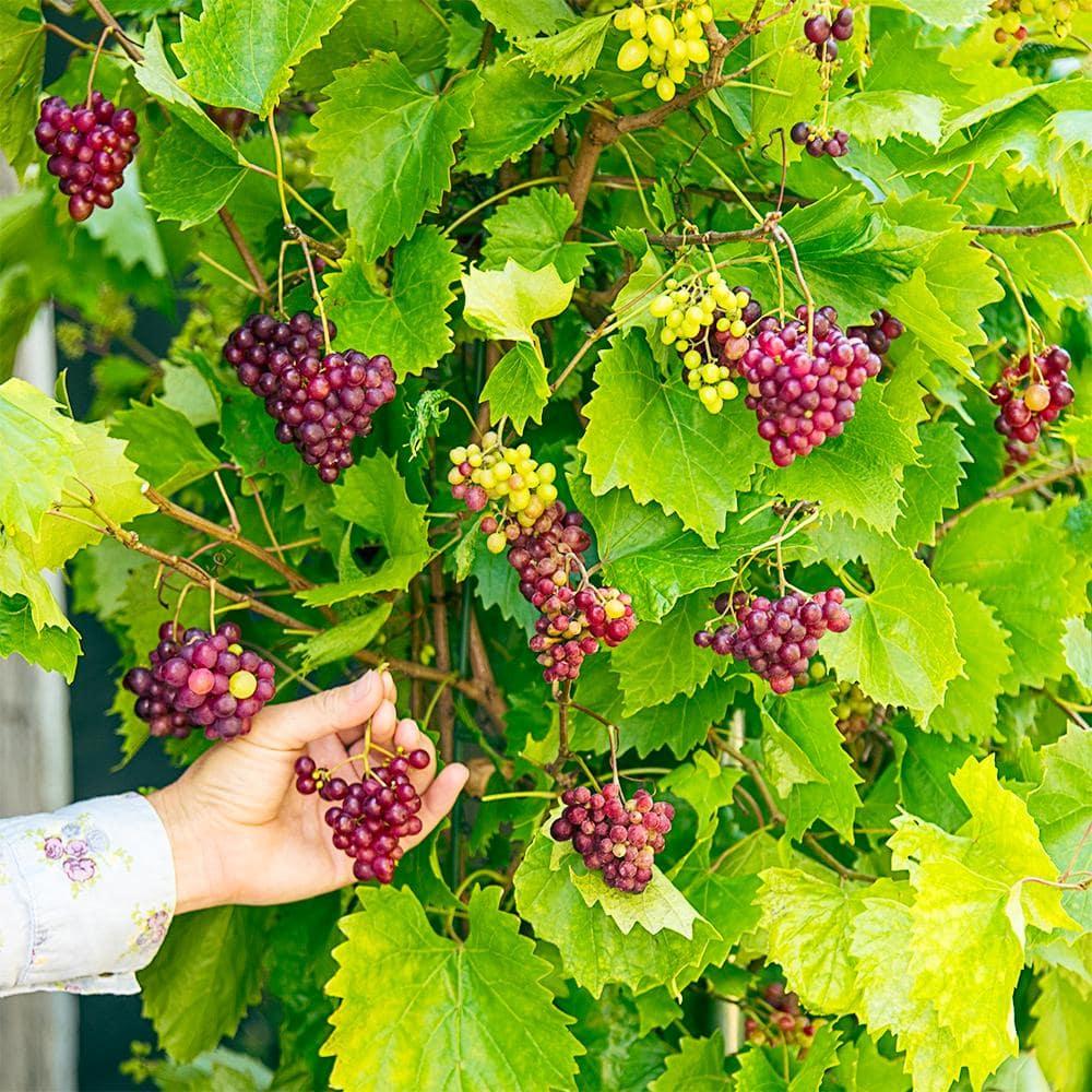 RazzMatazz Muscadine Grape Vine, DOR, WAmant Bare Root Fruit Bearing Starter Plant (1-Pack)