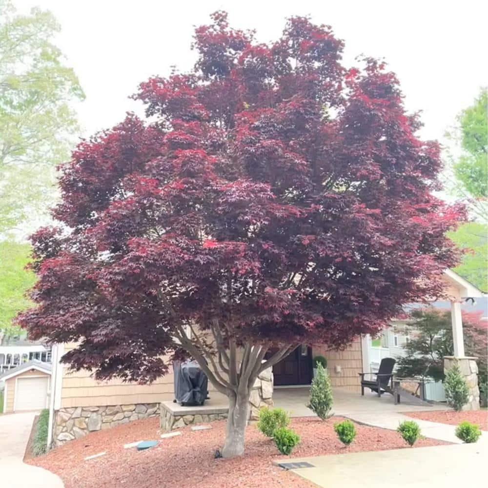 Expert Gardener 3 Gallon Bloodgood Japanese Maple