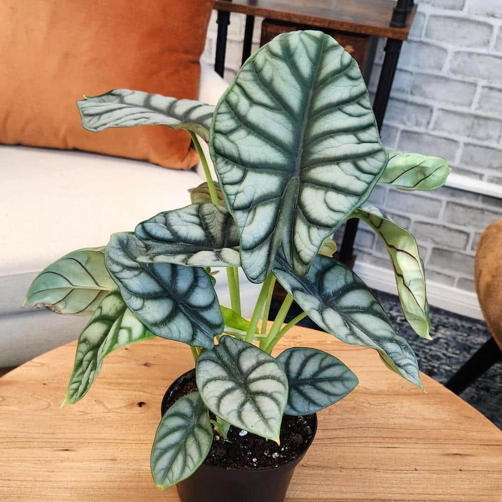 Silver Dragon Alocasia, Unique Houseplant | 6in. Grow Pot; Filtered Light | Element by Altman Plants