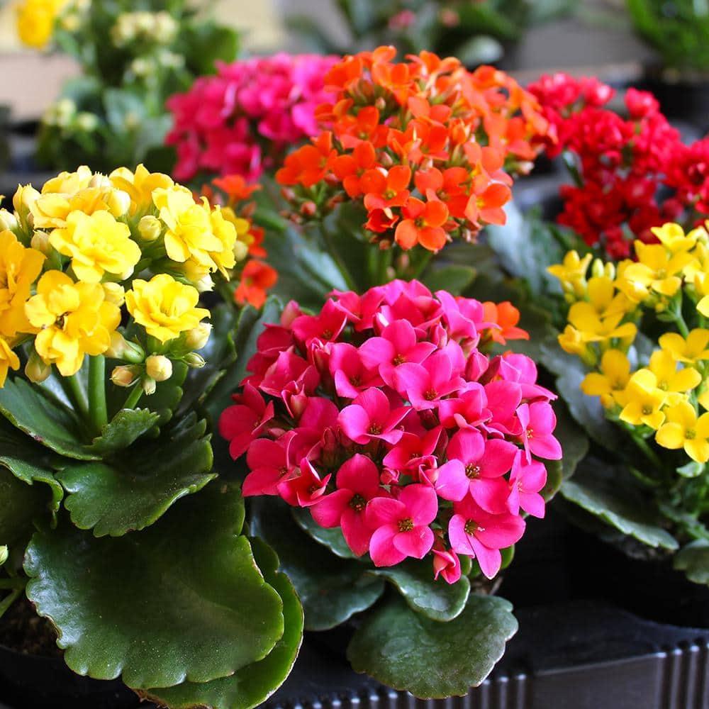 Element by Altman Plants 3.5IN Asst Kalanchoe (3 Pack)