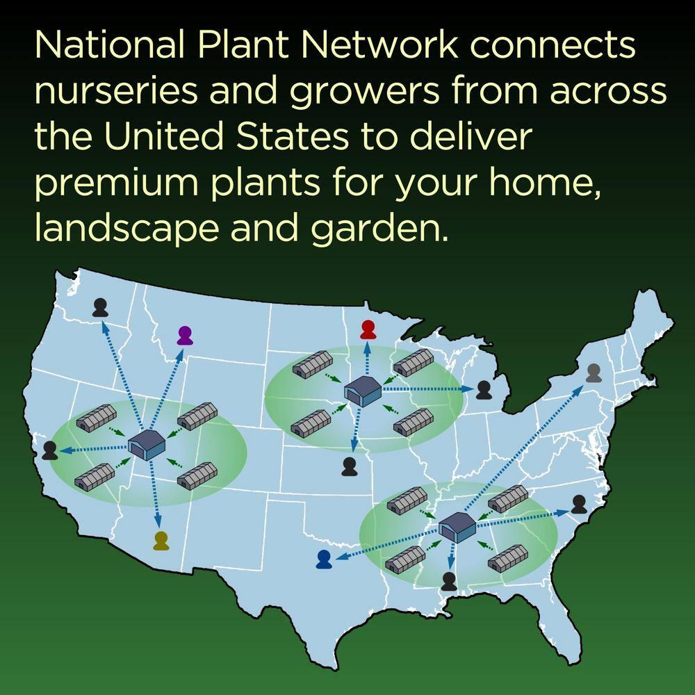 3 Gal. Bloomables Bellini Strawberry Crape Myrtle Shrub with Red Flowers