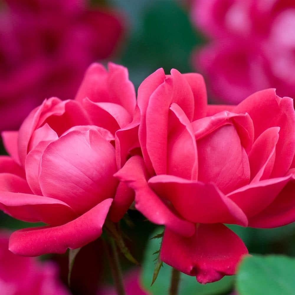 'The Red Double Knock Out® Rose' Live Shrub (1 gallon)