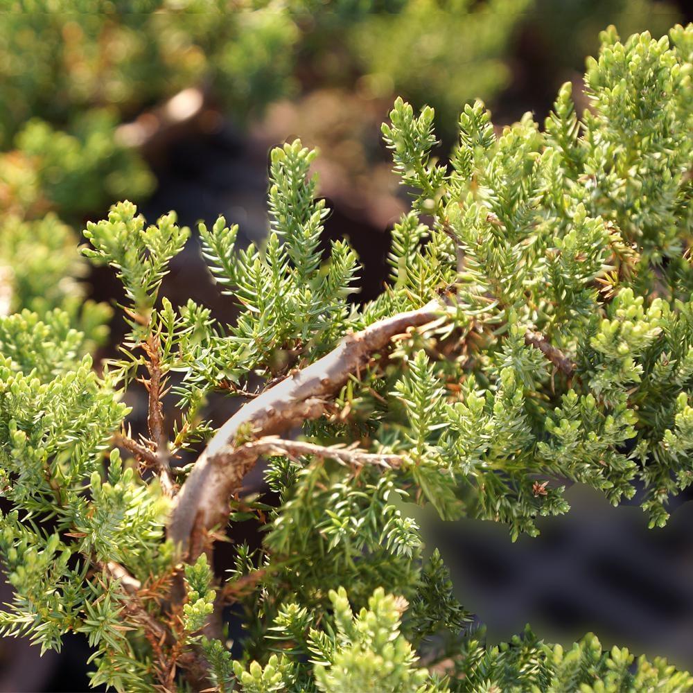 Brussel's Green Mound Juniper Bonsai - Large - (Outdoor)
