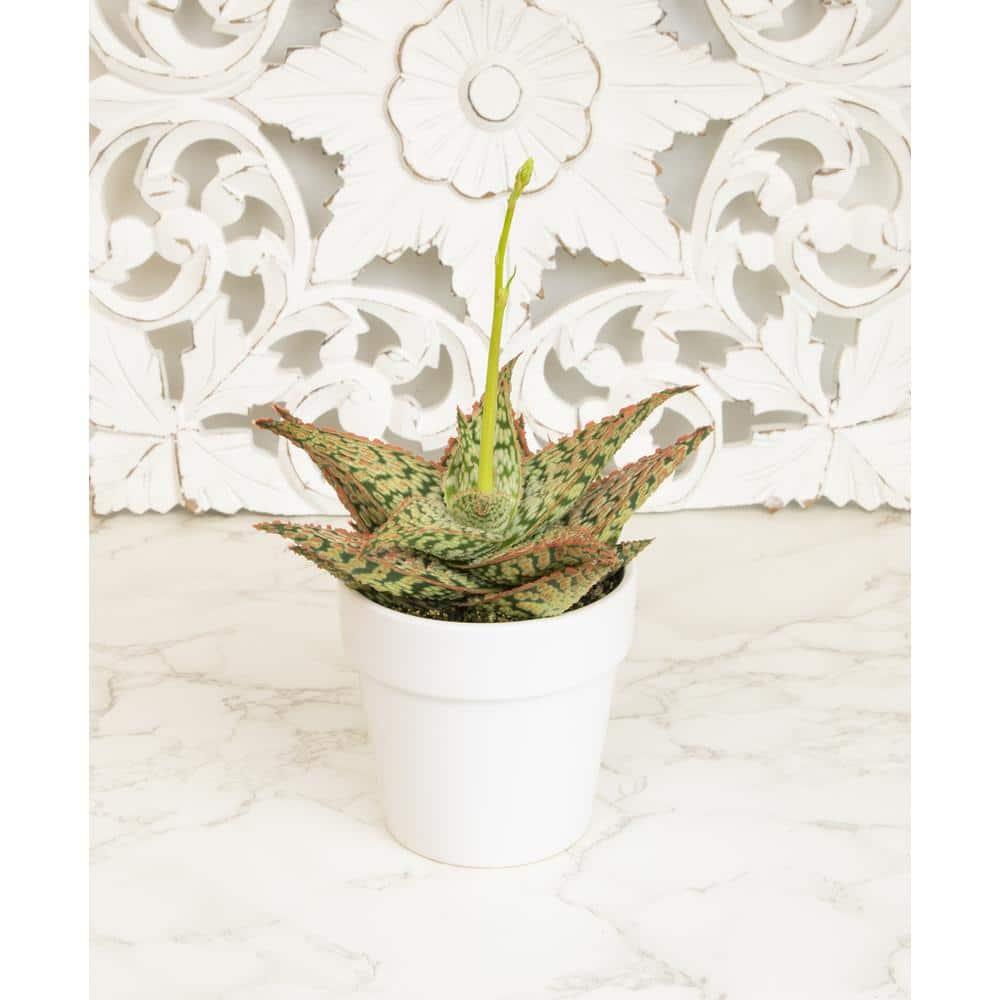 Altman Plants Colorful Star Aloe | Unique Houseplant Gift | 3.5 in Pot | Easy Plant Care | Full Sun