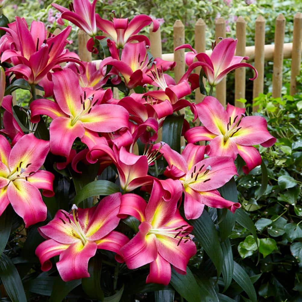 Van Zyverden Lilies Mammoth Tall Lilies Empoli Set of 7 Bulbs Multicolor Partial Sun Perennial Fragrant 2 lbs