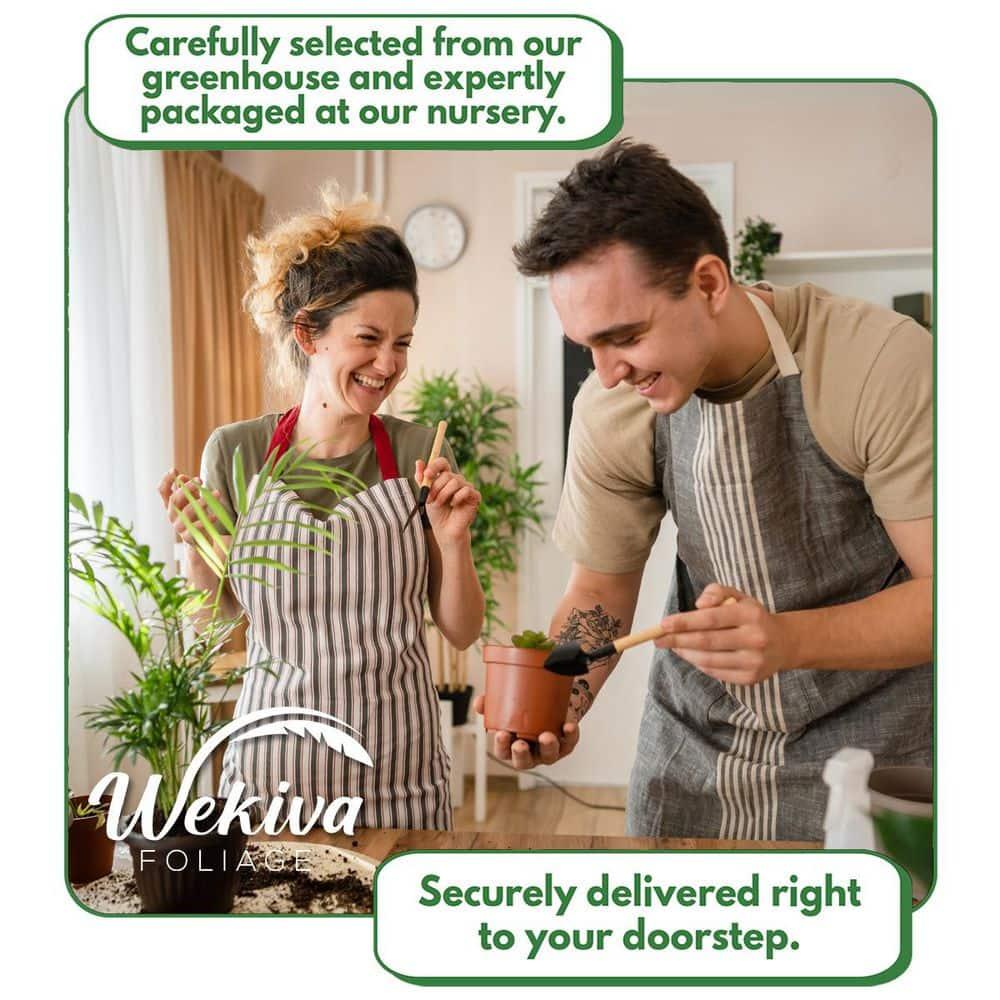 Travelers Palm - 2 Live Plants in 4 Inch Growers Pots - Ravenala Madagascariensis - Rare Ornamental Palms of Florida