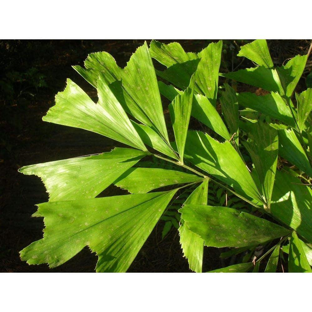 Large Green Fishtail Palm in Black Plastic Grower Pot