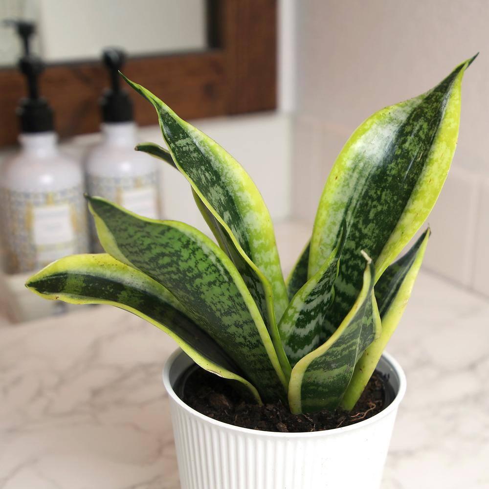 Superba Snake Plant, Clean Air Houseplant | 4.25 in Decor Pot; Full Sun | Element by Altman Plants