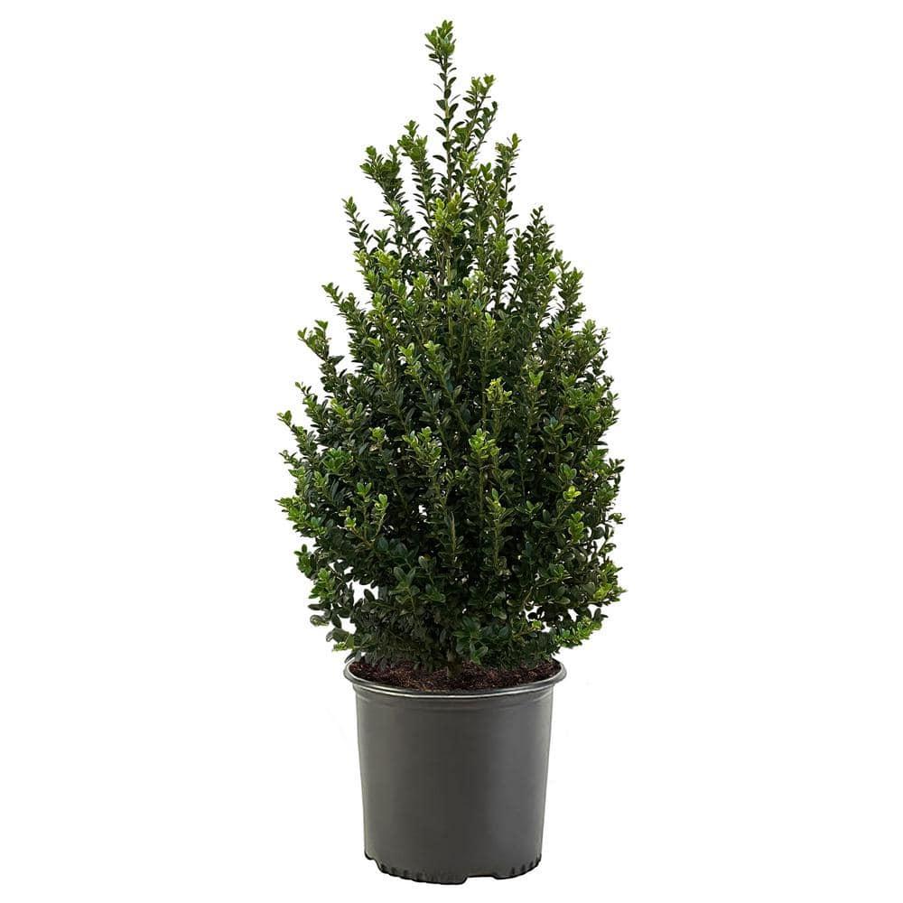 Expert Gardener 3 Gallon Holly Steeds Upright Japanese (Ilex) Live Shrub