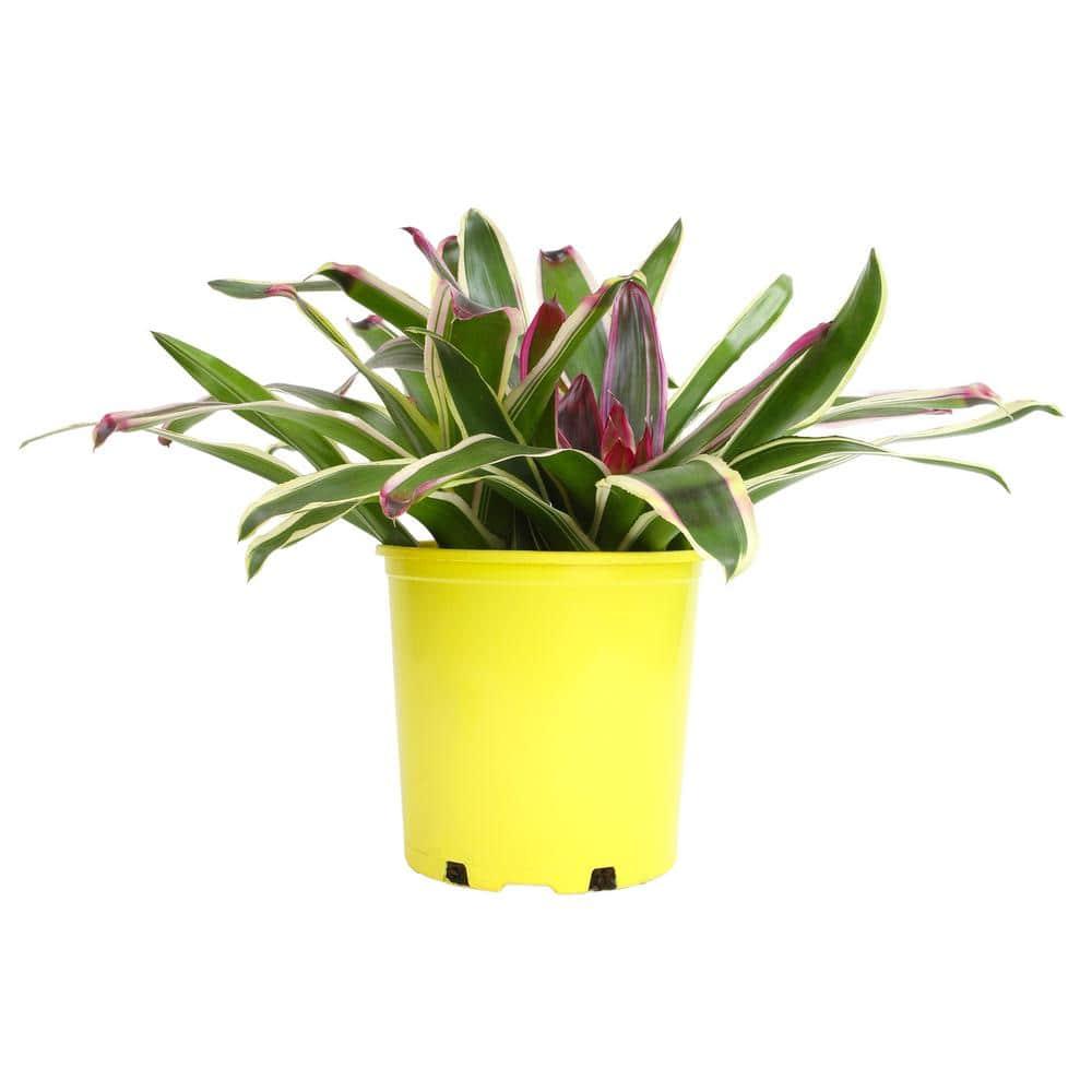 Altman Plants Neoregelia Rafael | Bromeliad Houseplant & Perennial | 4qt. Grow Pot; Indirect Light