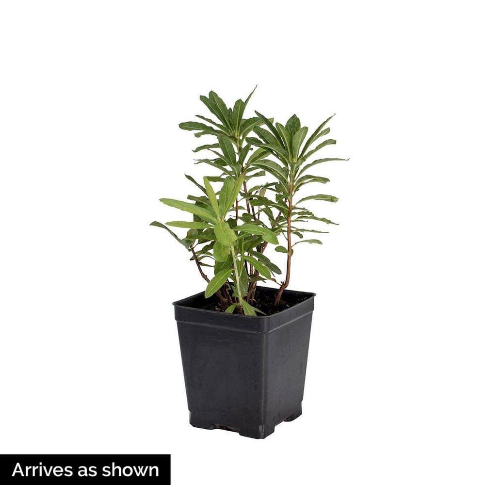 P.J. Mezitt Elite Star Purple Flowering Rhododendron Broadleaf Evergreen Starter Shrub, One Plant per Offer