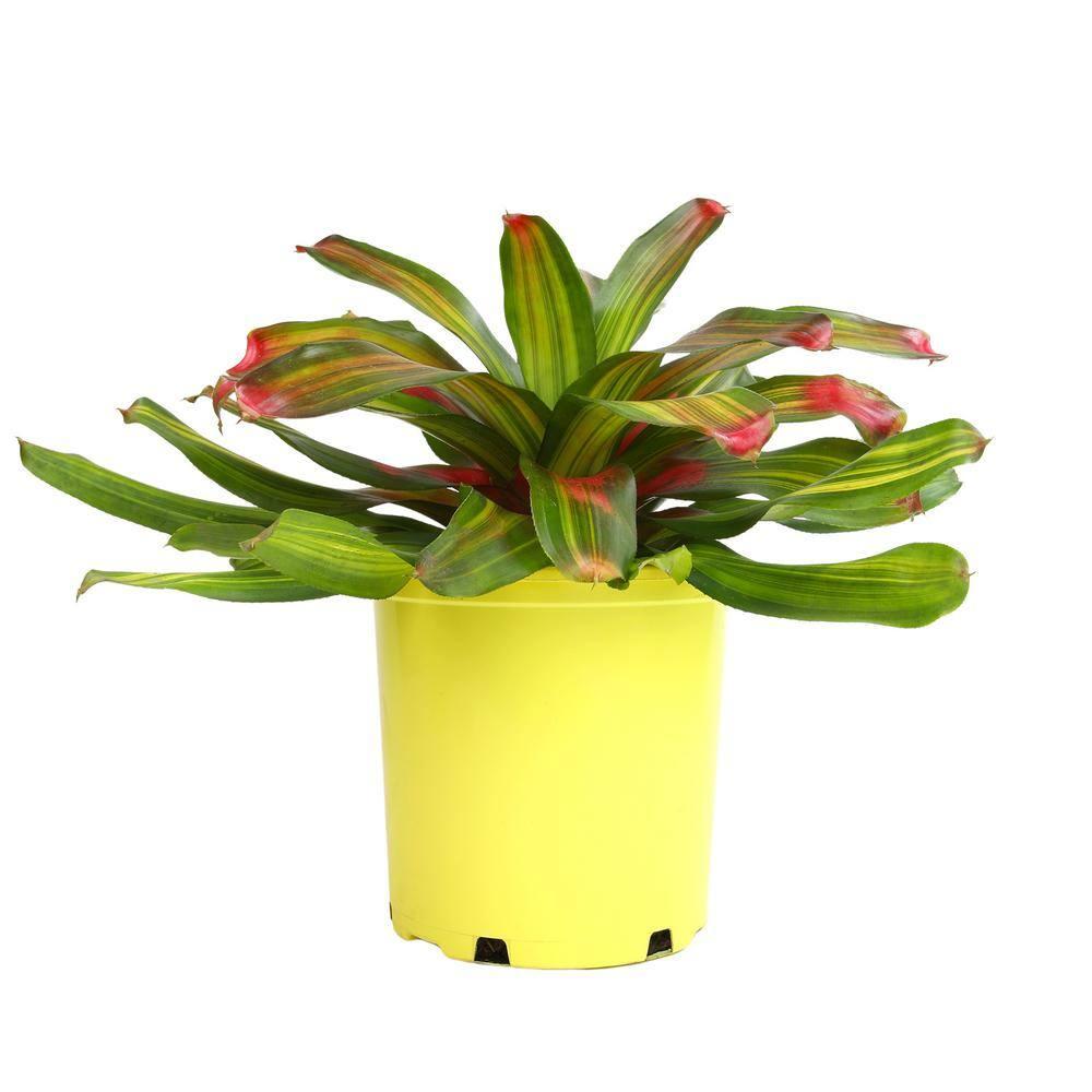 Altman Plants Neoregelia Freddie | Bromeliad Houseplant & Perennial | 4qt. Grow Pot; Indirect Light