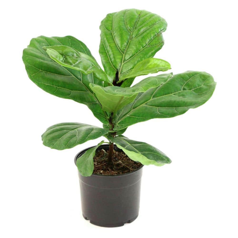 10&#34; Fiddle Leaf Fig Plant - National Plant Network