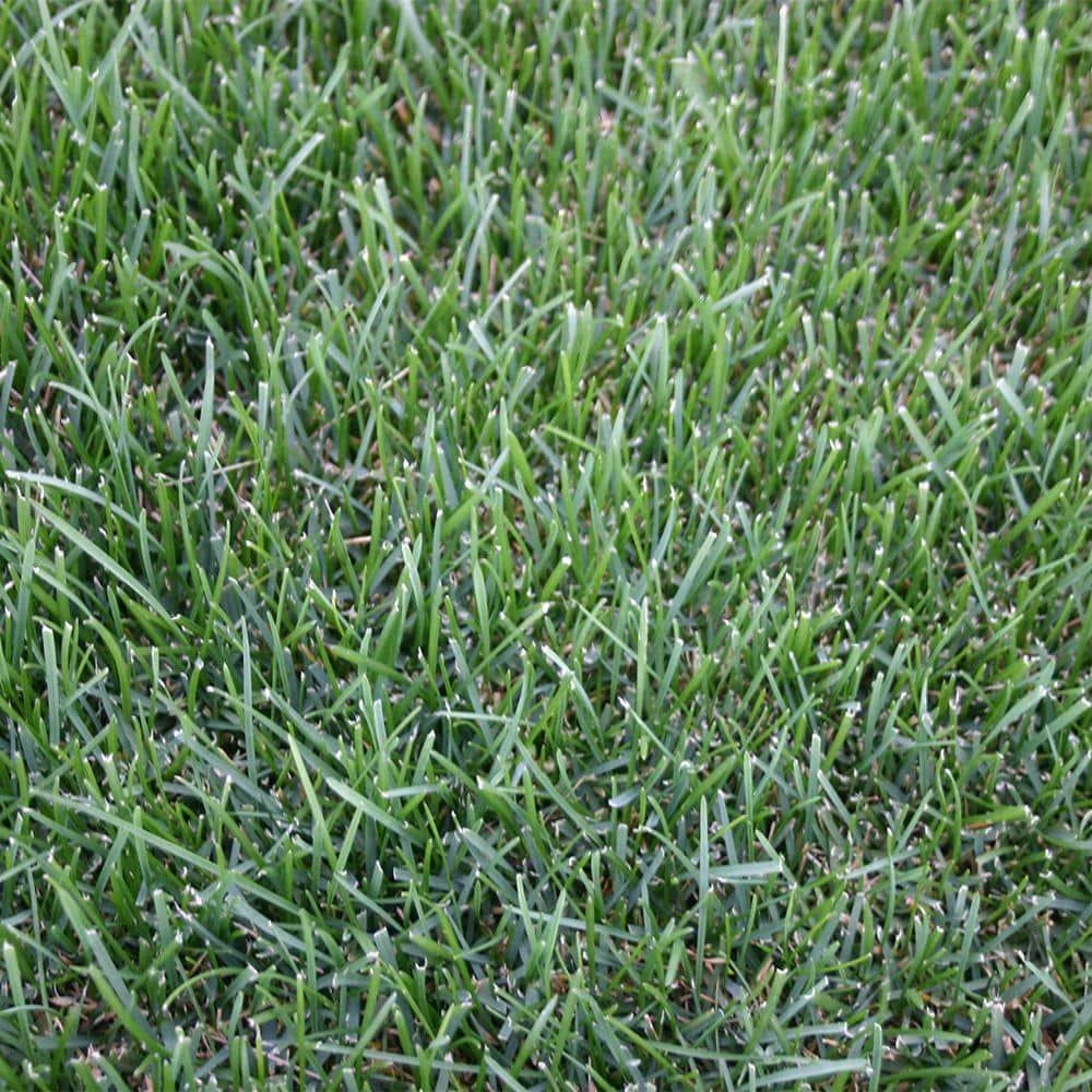 Bluegrass 500 sq. ft. Sod Pallet