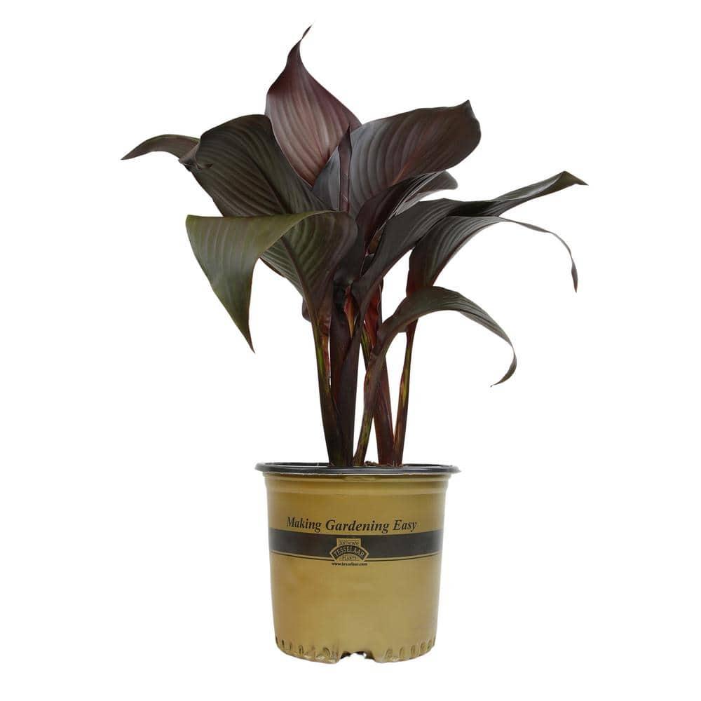 Altman Plants Black Tropicanna Canna Lily | Flowering Perennial Plant | 4qt. Grow Pot; Full Sun