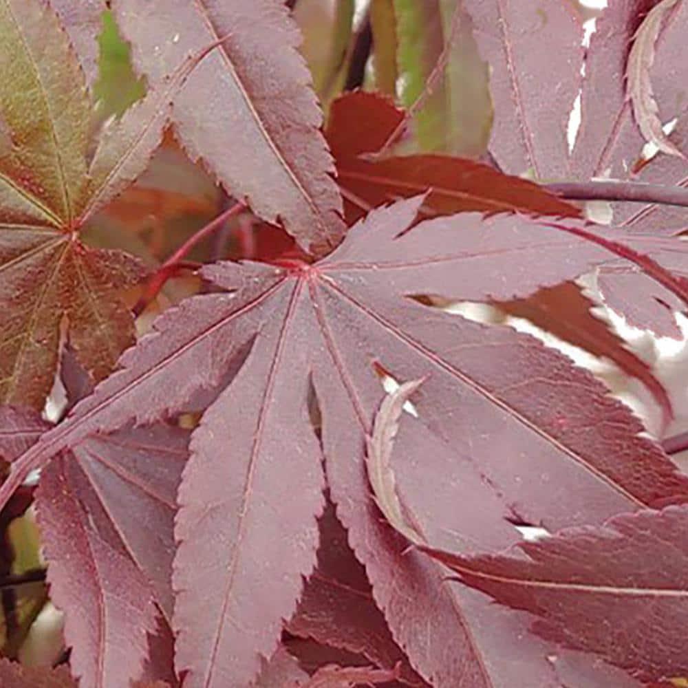 Expert Gardener 3 Gallon Bloodgood Japanese Maple