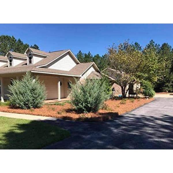 USA Pine Straw - Pine Needle Mulch - Covers 240 Sqft