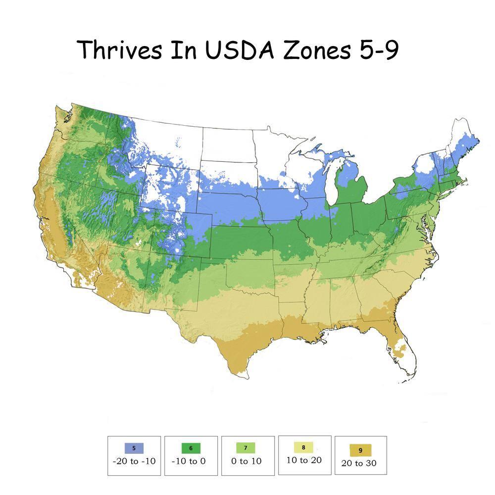 Expert Gardener 3 Gallon Holly Steeds Upright Japanese (Ilex) Live Shrub