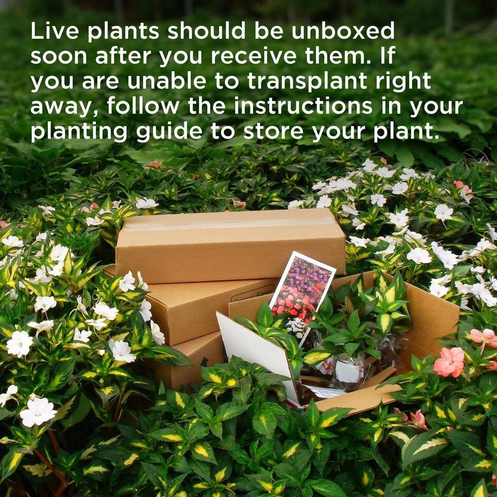 3 Gal. Bloomables Bellini Strawberry Crape Myrtle Shrub with Red Flowers