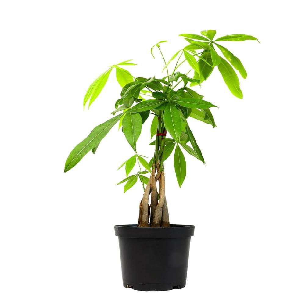 6in Money Tree Plant in Plastic Nursery Pot