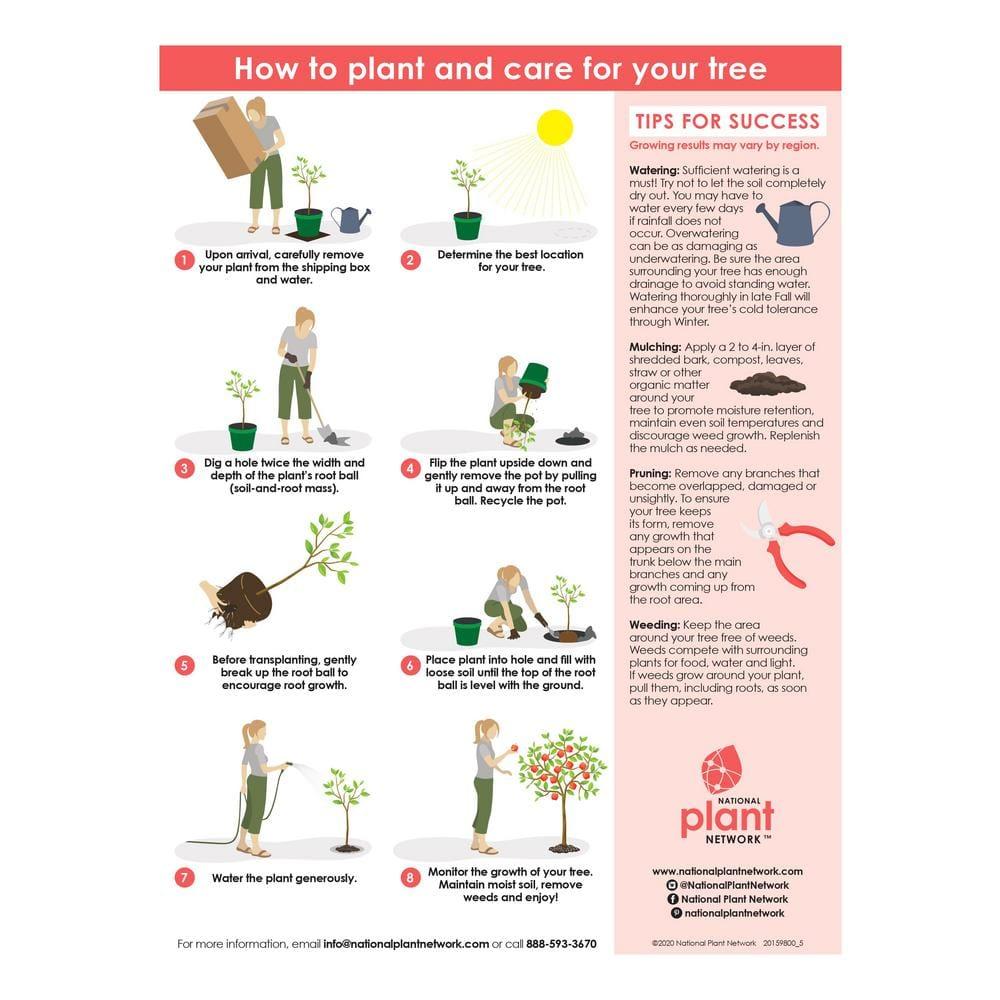 2.25 Gallon Weeping Willow Tree with Yellow Blossoms