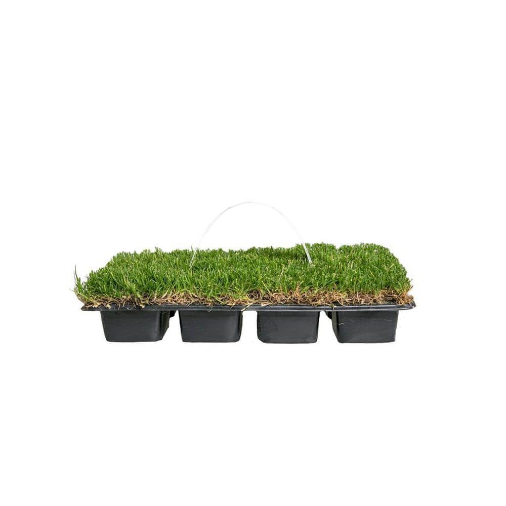 SodPods® Bermuda Grass Plugs (32-Count) Heat & Drought Tolerant Grass, Fast-Spreading, Durable Lawn Repair with Fully Developed Natural Roots – Cannot Ship to CA or AZ