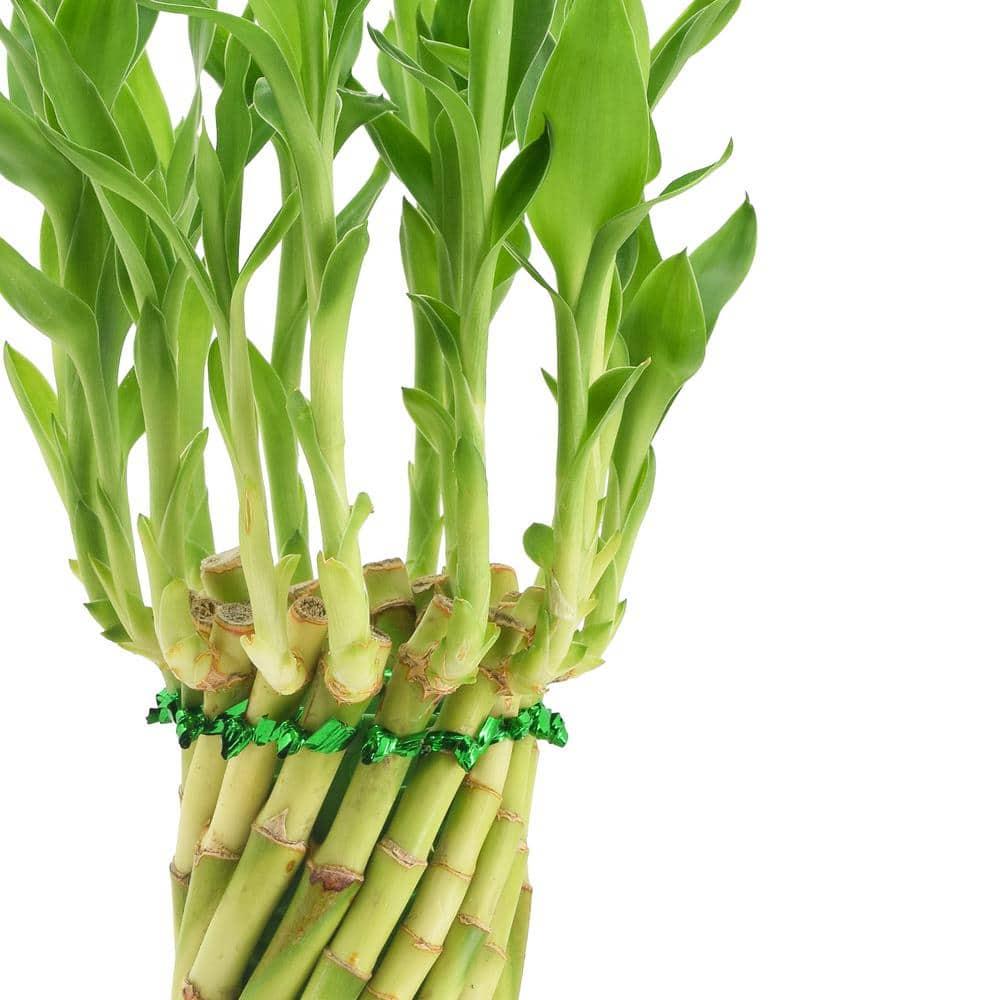 Arcadia Garden Products Arcadia Garden Products Live Bamboo Plant in Ceramic Planter