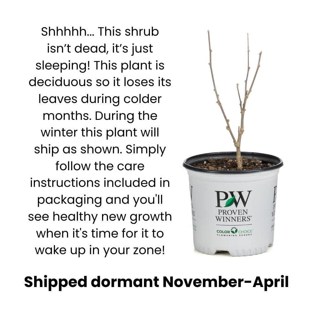 Proven Winners ITEPRC1037800 Fizzy Mizzy Sweetspire Live Plant, 4.5 in. Quart, White Flowers