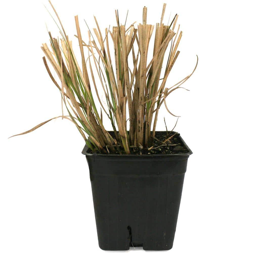 Van Zyverden Ornamental Grass Dwarf Maiden Grass 1 Dormant Potted Plant Pink Partial Sun Ornamental/Decorative 1 lb