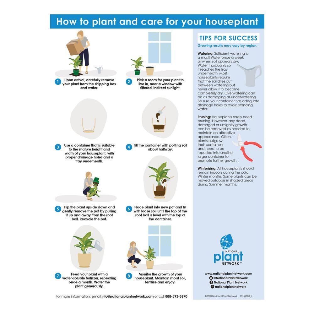 10&#34; Fiddle Leaf Fig Plant - National Plant Network